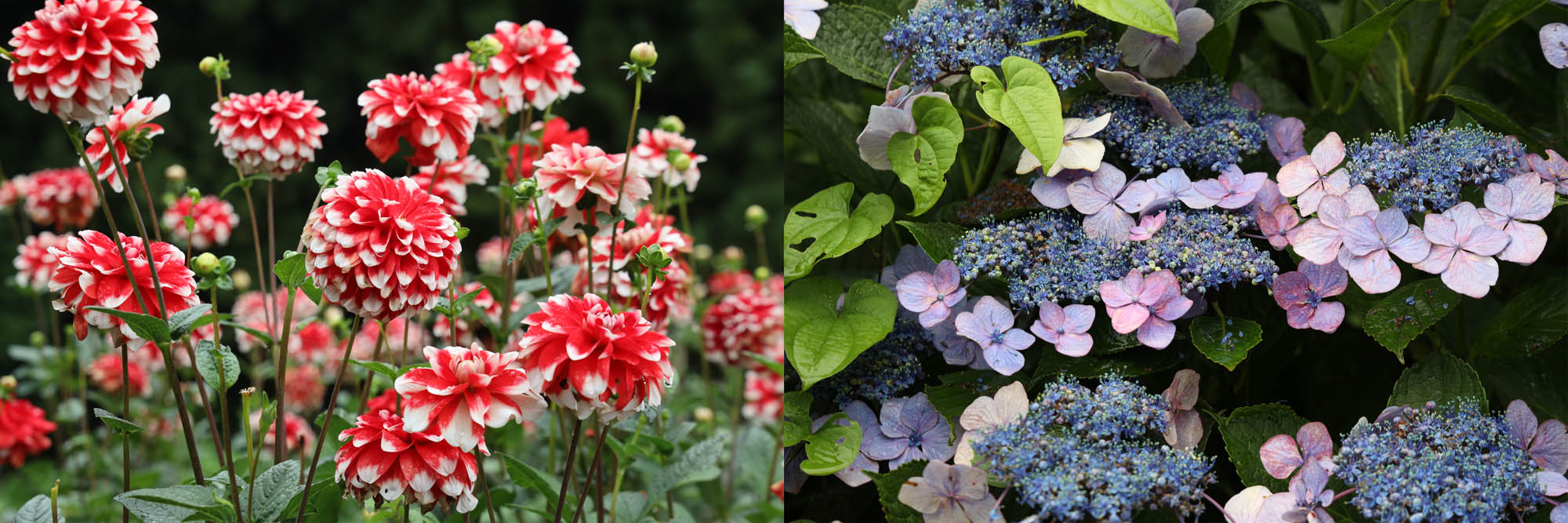 Summer Flowers in Miyagi